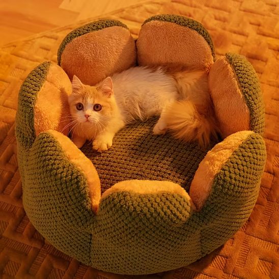 chaton blanc dans coussin chat forme fleur ronde confortable vert
