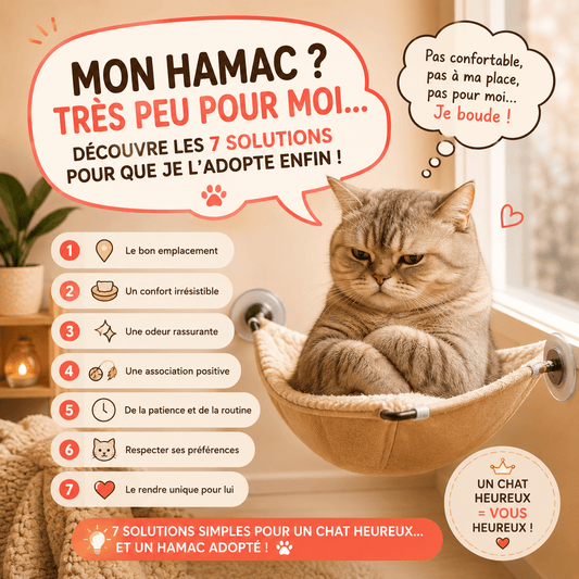 chat boude hamac chat 7 solutions adoption hamac