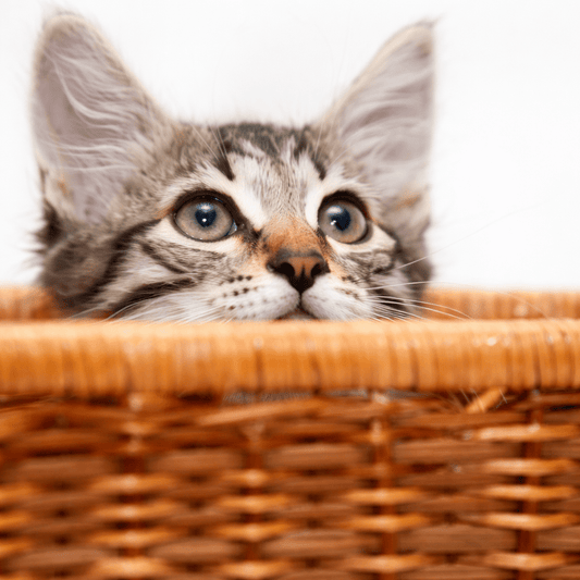 Panier Osier Chat : Guide Complet 2026 [Avantages, Choix & Entretien]