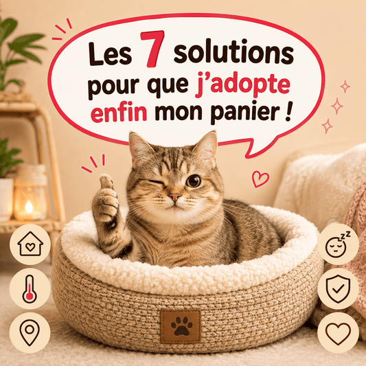 chat dans panier chat 7 solutions adoption panier