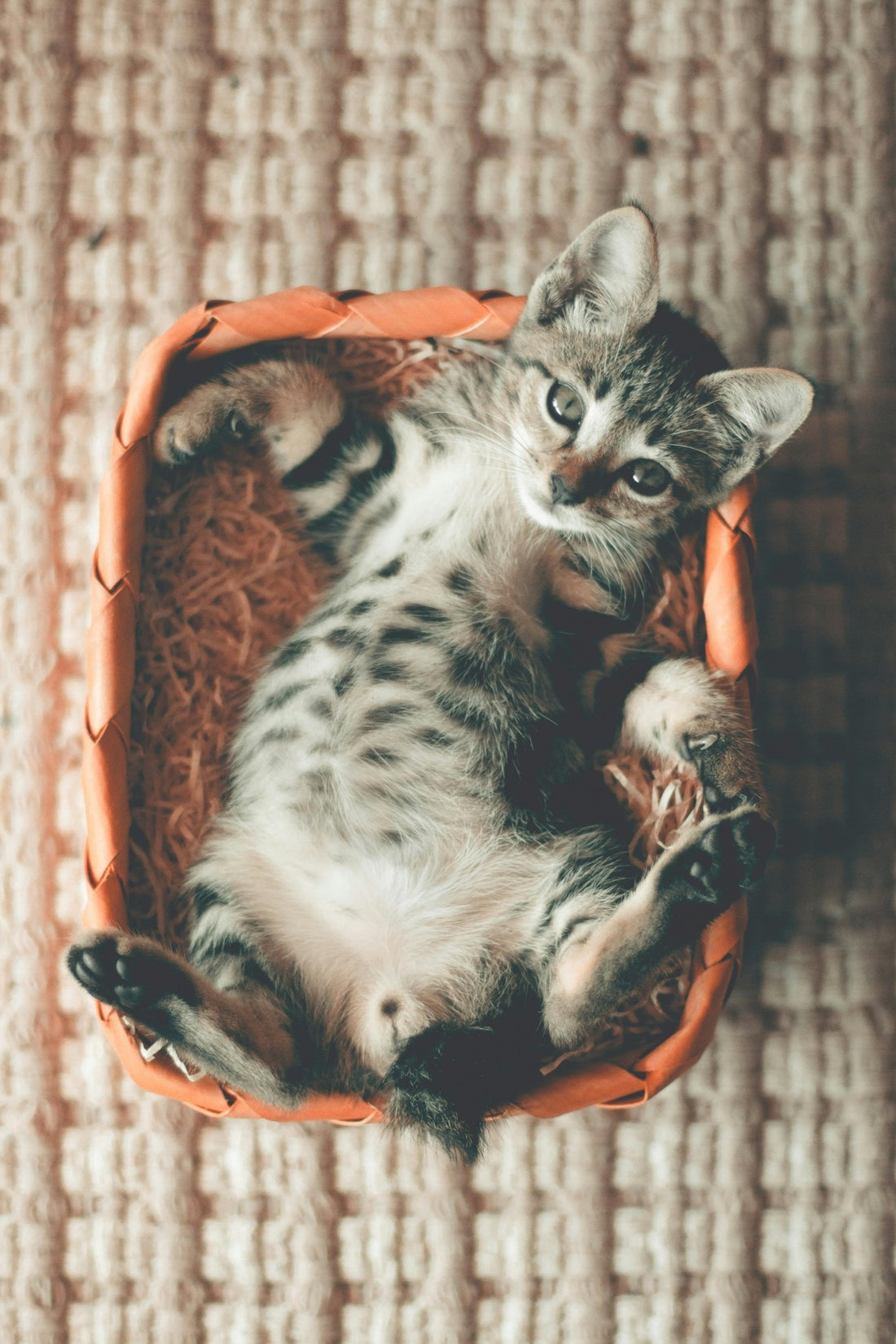 panier chat: l'importance de choisir un bon panier pour son compagnon à moustache - Le royaume des chats