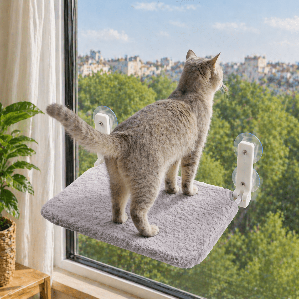 chat debout sur perchoir chat fenêtre gris peluche douce