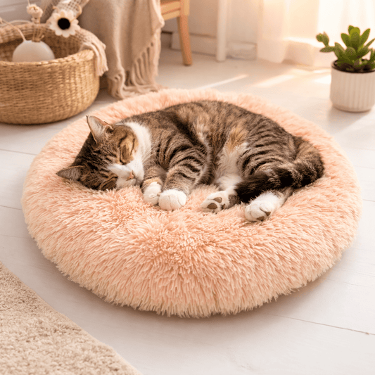 chat dormant sur coussin chat rond doux beige