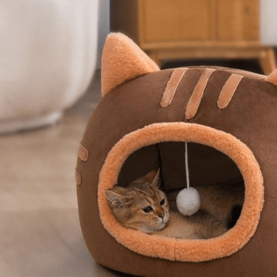 chat mignon dans lit pour chat design marron