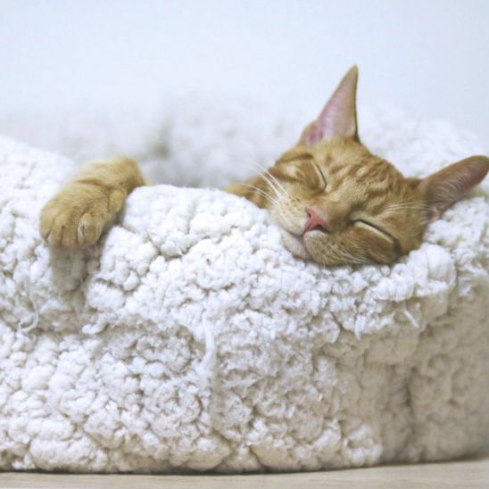 chat mignon dormant paisiblement dans son panier chat confortable