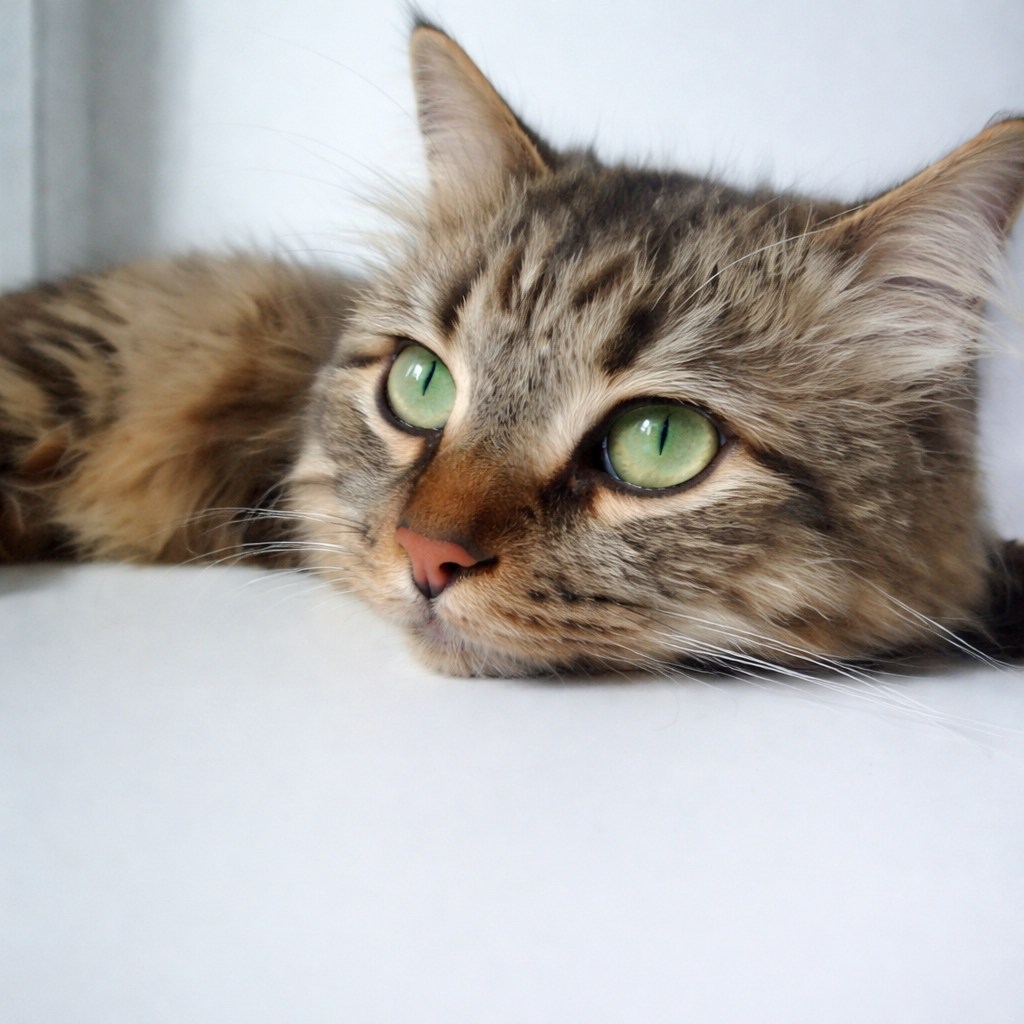 chat mignon regardant paisiblement vers haut