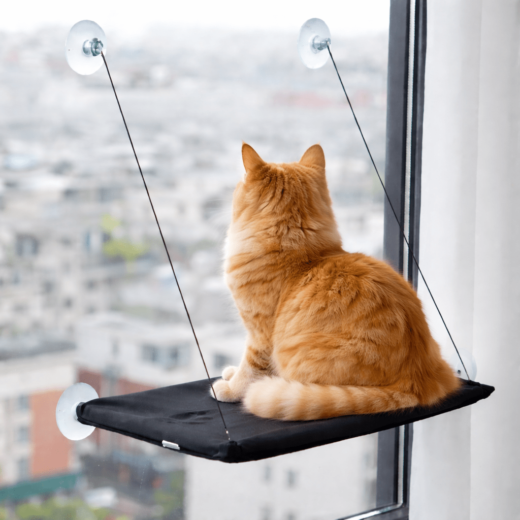 chat orange assis sur perchoir chat fenêtre respirant noir