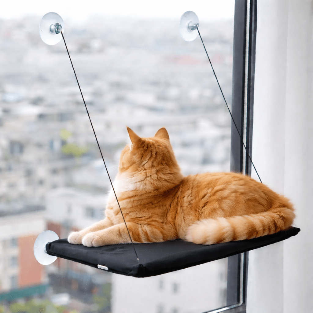 chat orange couche sur perchoir chat fenêtre respirant noir