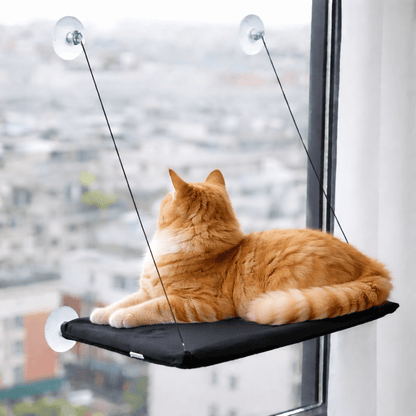 chat orange couche sur perchoir chat fenêtre respirant noir