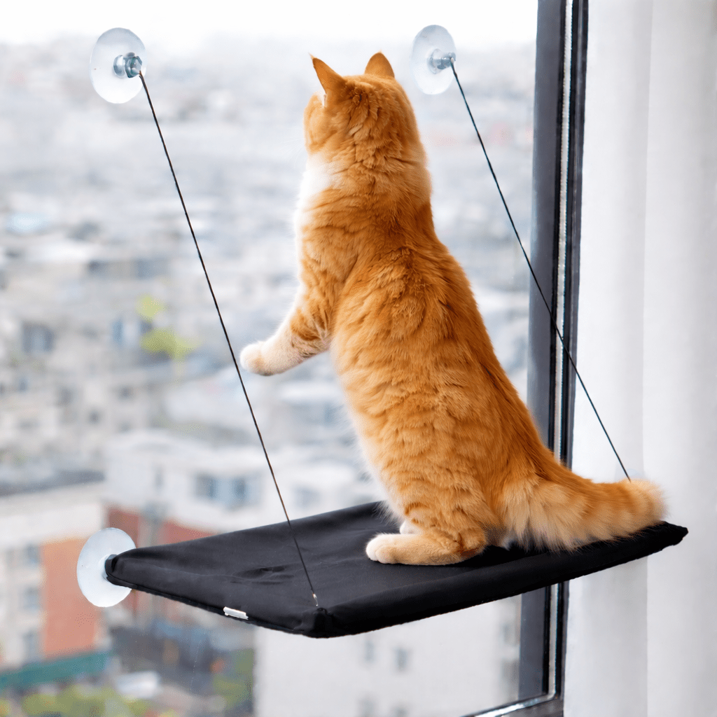 chat orange debout sur perchoir chat fenêtre respirant noir