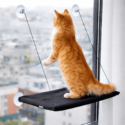 chat orange debout sur perchoir chat fenêtre respirant noir