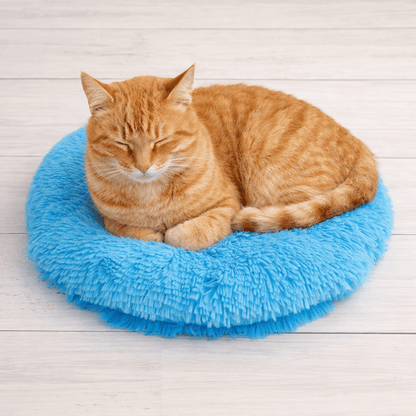 chat orange endormi sur coussin chat rond doux bleu