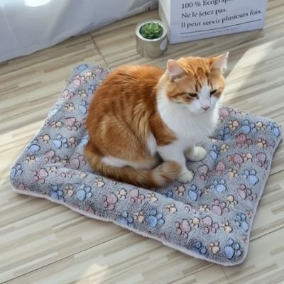 chat roux assis sur tapis chat confortable