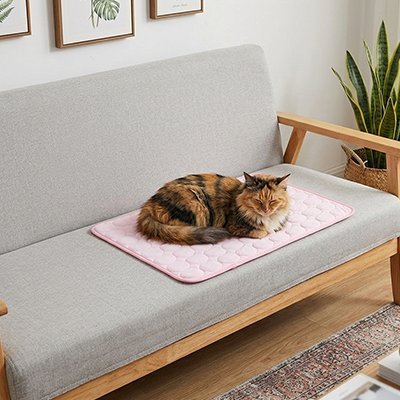 chat roux noir sur tapis rafraichissant chat rose