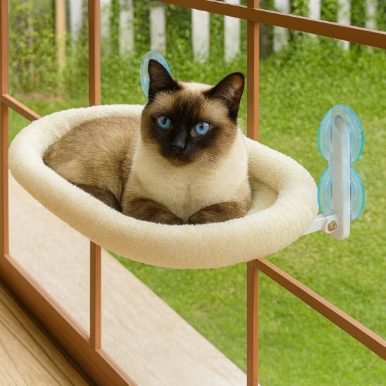 chat siamois sur hamac chat fenetre blanc doux confortable