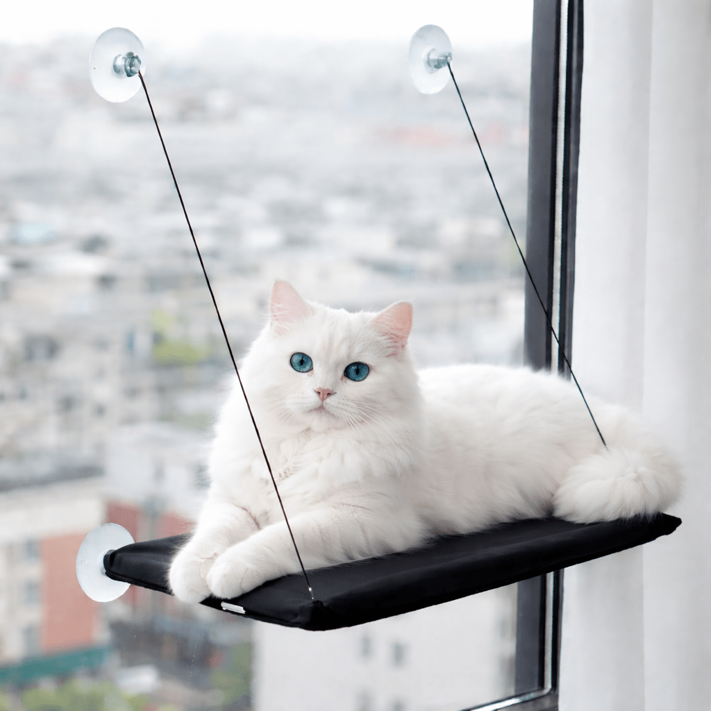 chat sur perchoir chat fenêtre respirant confortable noir