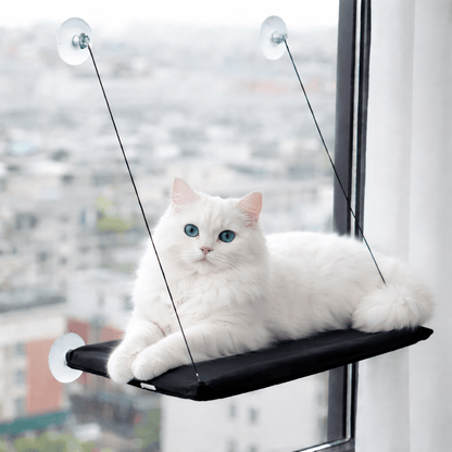 chat sur perchoir chat fenêtre respirant confortable noir