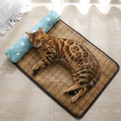 chat tigre allonger sur tapis rafraichissant chat bleu