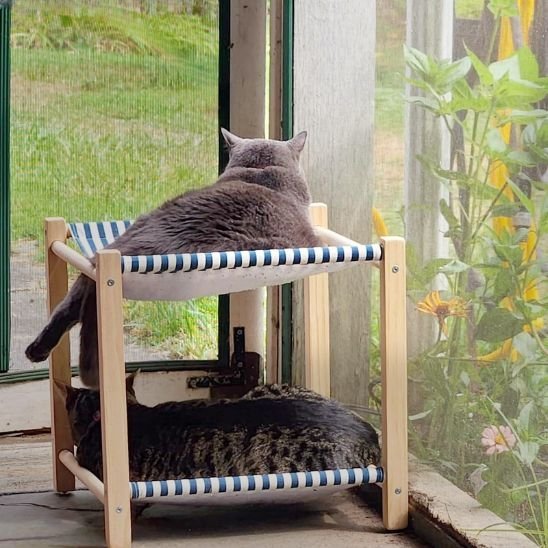 chats allonges dans hamac pour chat double bleu confortable