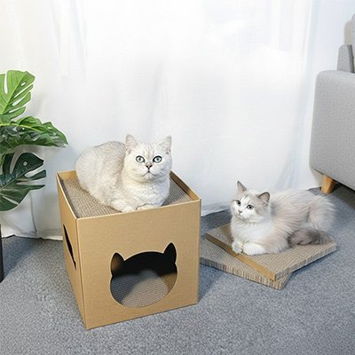 deux chats sur maison en carton pour chat
