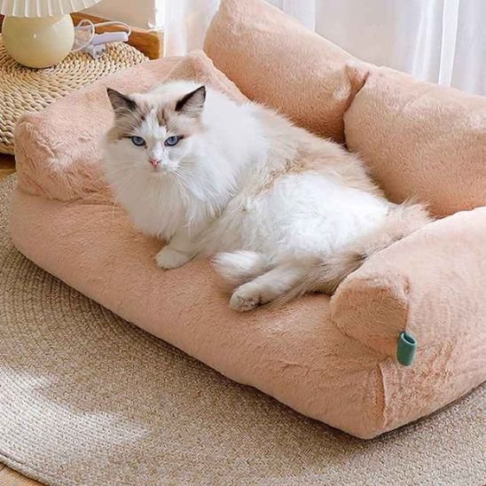 matou blanc allonger canape chat moelleux beige