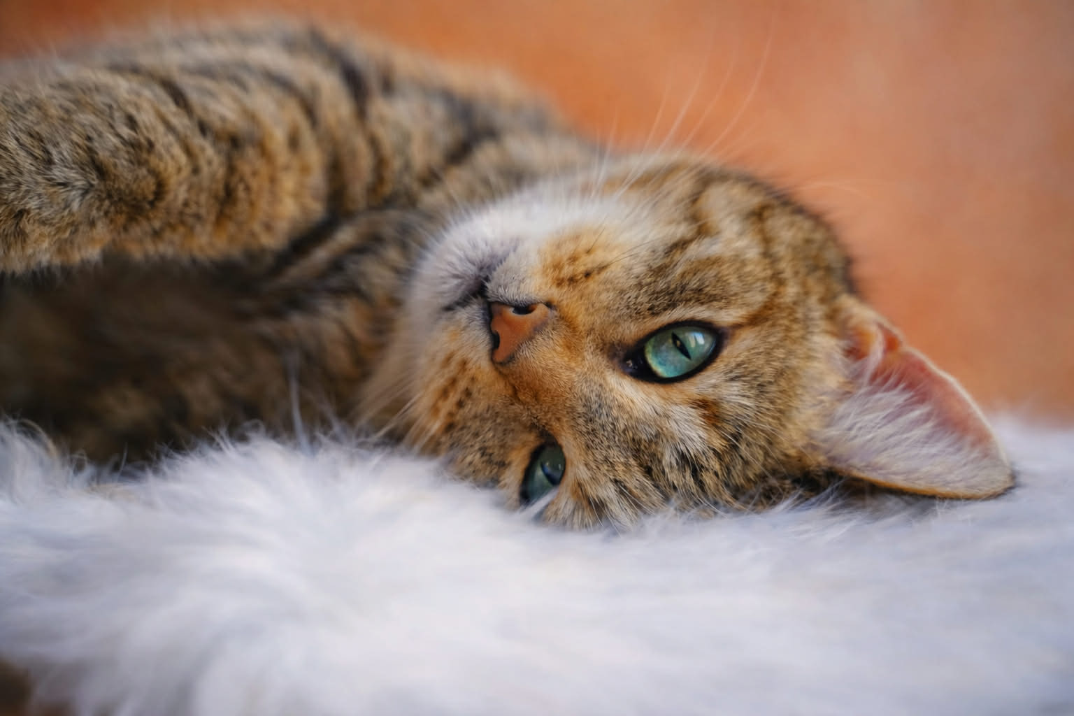 photo principale le royaume des chats chat mignon couche cote