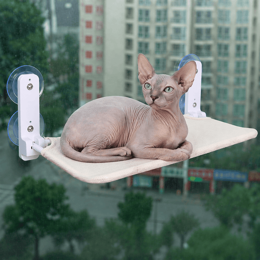sphynx couche sur perchoir chat fenêtre blanc respirant
